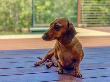 Close-up of a dog looking away