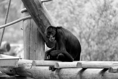 Portrait of spider monkey sitting on log in zoo