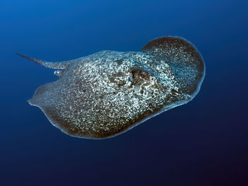 Close-up of jellyfish swimming in sea