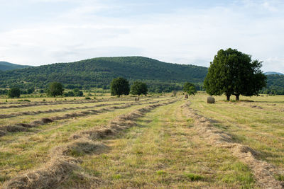 Scenic view of trees on field against sky