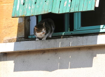 Cat looking away