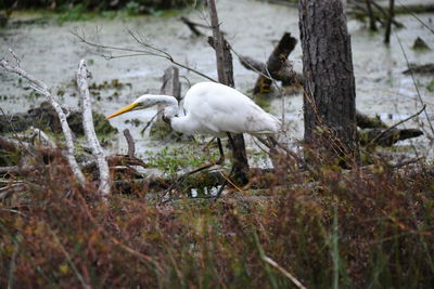 White birds on a tree