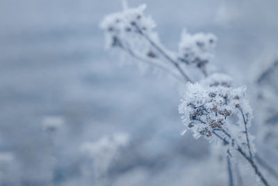 frost