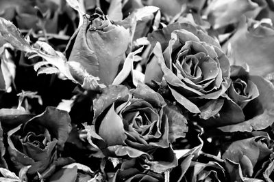 Close-up of raindrops on rose