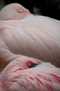 Close-up of flamingos