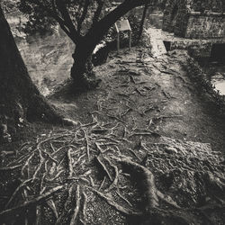 Full frame shot of tree against sky