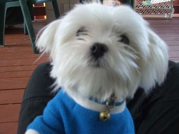 Close-up portrait of dog