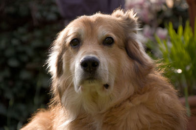 Close-up portrait of a dog