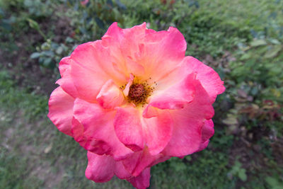 Close-up of pink flower