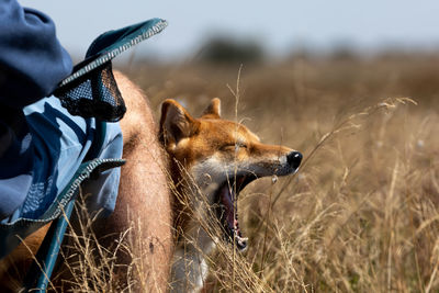 Rear view of dog standing on field