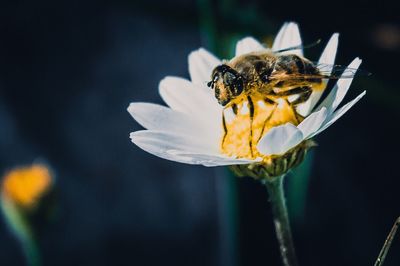 Close-up of honey bee pollinating on flower