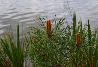 High angle view of grass by lake