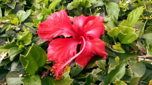 Close-up of pink flowers