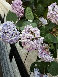 High angle view of purple flowering plants