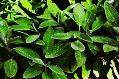 High angle view of insect on leaves