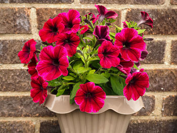 Close-up of red flowering plant against wall