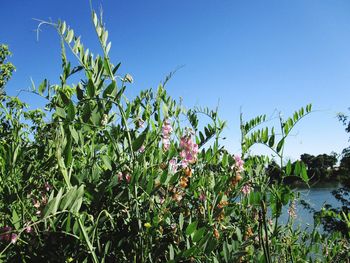 Flowering plants against blue sky