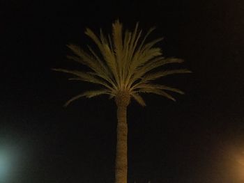 Low angle view of trees at night