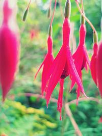 Close-up of red flowers blooming outdoors