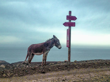 Donkey standing by road sign against sea and sky