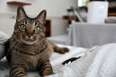 Portrait of tabby cat on bed at home