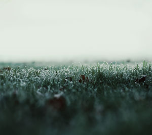 Surface level of grass on field against sky