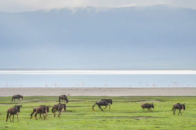 Flock of sheep grazing in the field