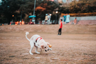 Dog on the ground