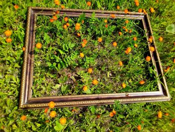 High angle view of flowering plants on field