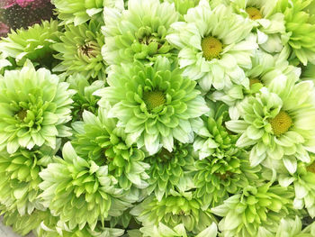 High angle view of flowering plants