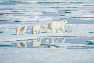 Polar bear walking on frozen lake with young ones