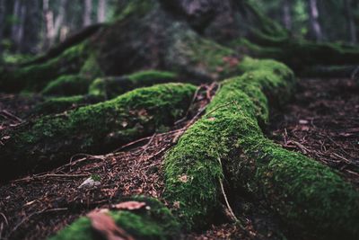 Close-up of moss on tree trunk