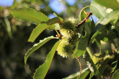 Close-up of fresh green plant
