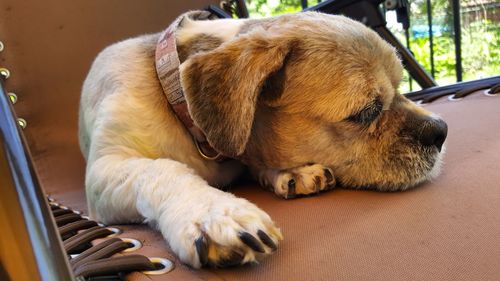 Close-up of dog sleeping