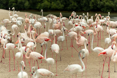 View of birds in water