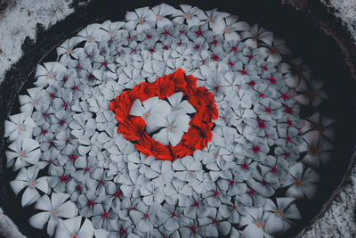 High angle view of white rose floating on water