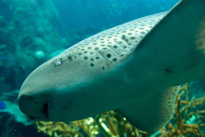 Close-up of shark swimming in sea