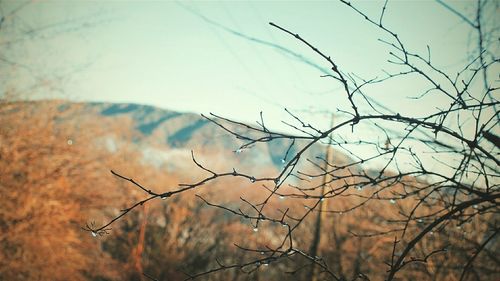 Close-up of bare tree against sky