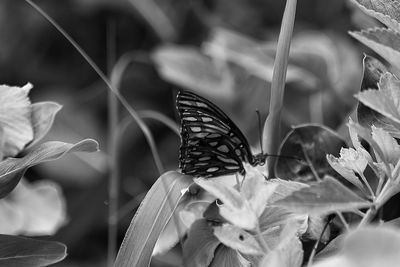 Close-up of butterfly pollinating on flower