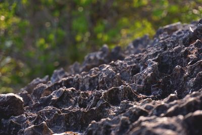 Close-up of rocks on land