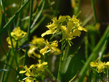 Close-up of yellow flowering plant on field