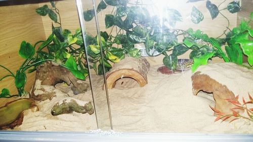 Close-up of plants on table