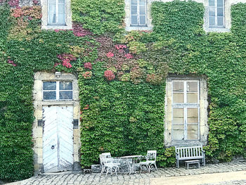 Ivy growing on building