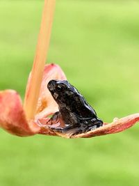 Close-up of insect on leaf