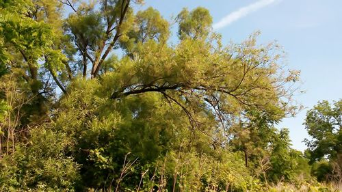 Low angle view of trees