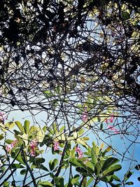 Low angle view of flower tree against sky