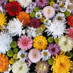 Full frame shot of multi colored flowering plants