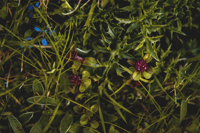 Close-up of flowers blooming outdoors