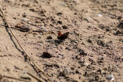 High angle view of ant on ground
