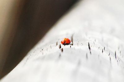 Close-up of ladybug on leaf